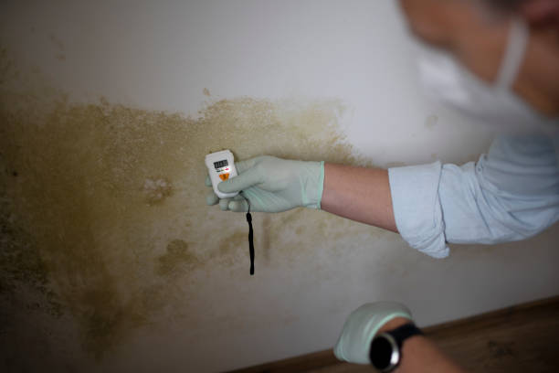Best Mold Testing  in Winnemucca, NV