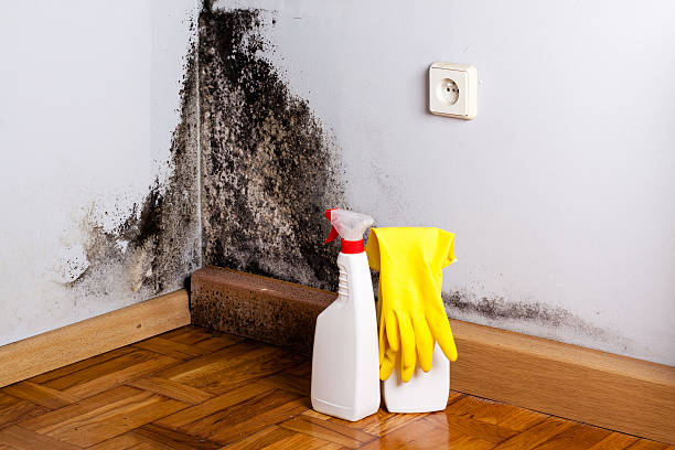 Office Mold Removal Services in Winnemucca, NV