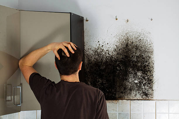Best Attic Mold Removal  in Winnemucca, NV